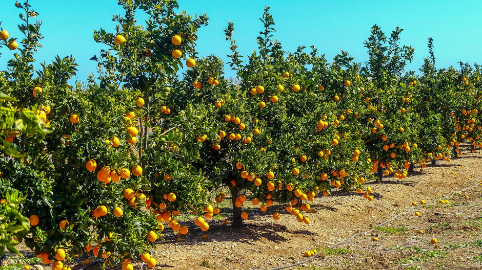 Zonovergoten staalblauwe lucht sinaasappelboomgaard