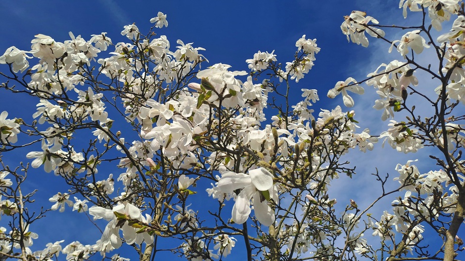 Magnolia bloemen in volle bloei 