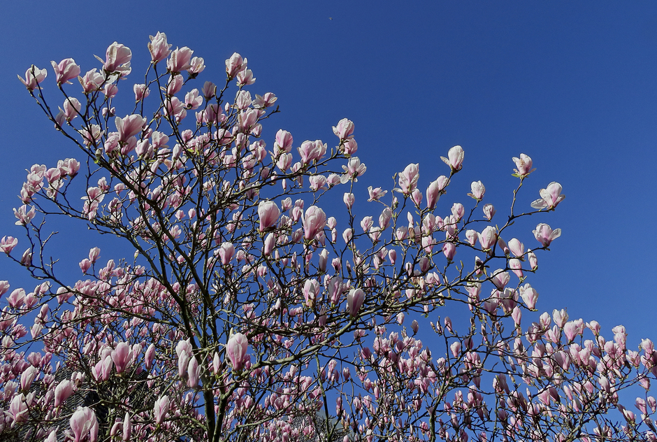 Magnolia nu prachtig in bloei.