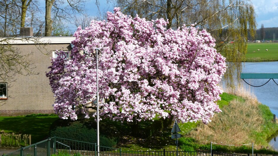 genieten van de magnoliabloesem