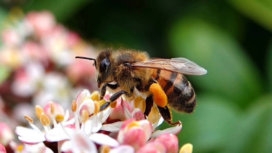 Honingbij op bloesem
