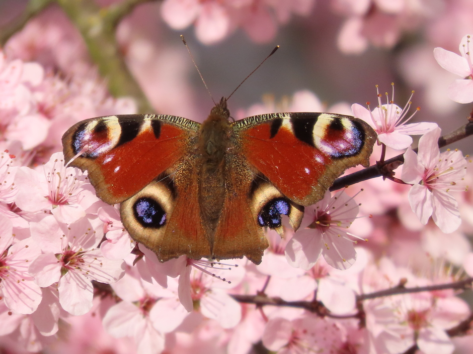 prachtige vlinder op prachtige bloesem