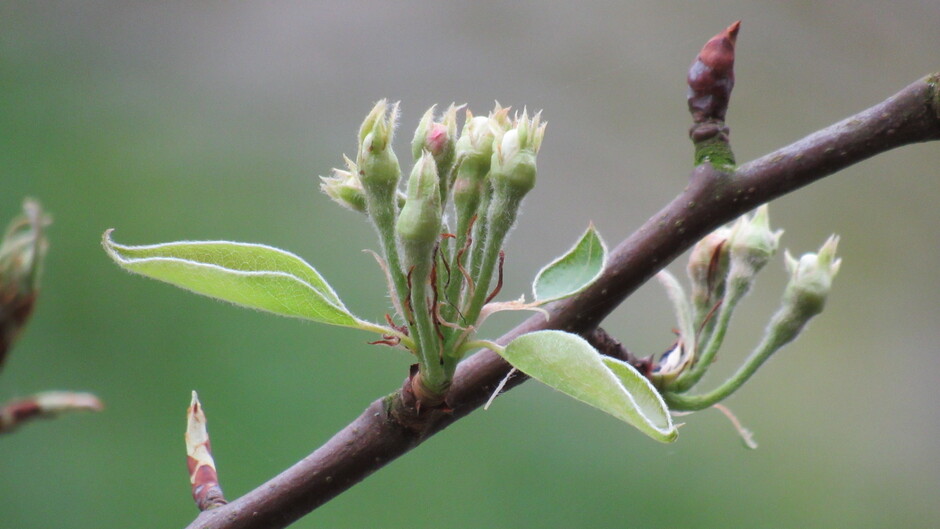 Perenboomknopjes die bijna ontluiken en hun bloesem laten zien; de lente is begonnen!