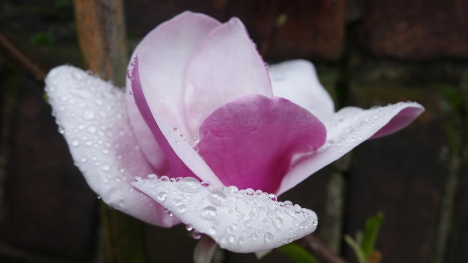 Regendruppels op de bloemblaadjes van de magnolia 