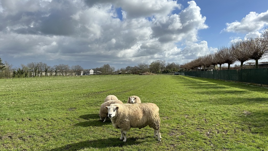 Belgische schapen