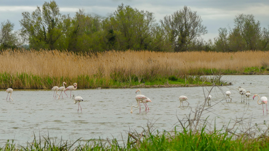 Flamingo's overwinteren aan de Costa Brava