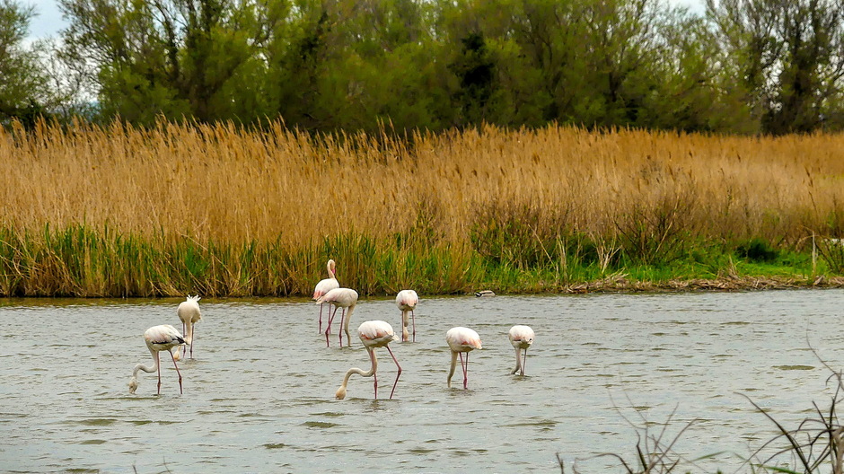 Flamingo's overwinteren aan de Costa Brava