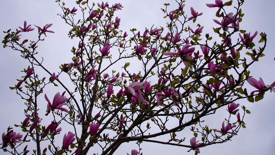 grijs weer 9 gr magnolia boom in bloei
