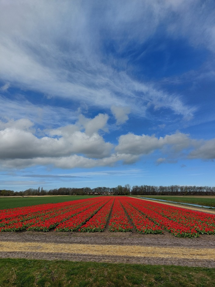 Weerfoto Goede vrijdag , Noordwijkerhout bloembollenvelden