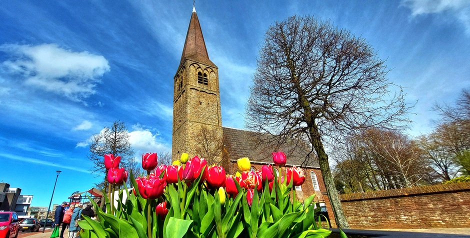 Zon voorjaar en tulpen in Heemskerk 