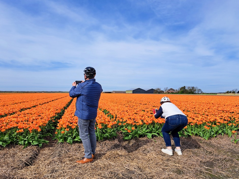 toeristen,stappen de fiets af voor foto s bij de oranje tulpen  te maken..
