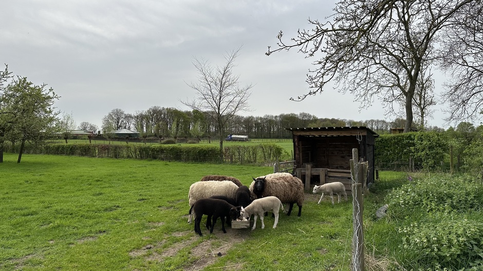 Lammetjes en schapen bijvoederen