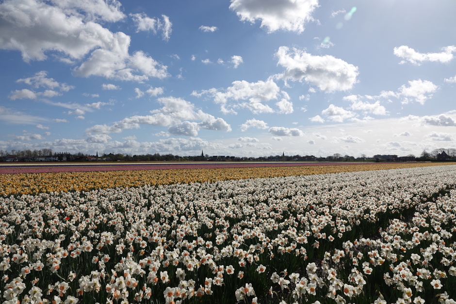narcissenveld met mooie wolkenlucht tijdens heerlijke wandeldag