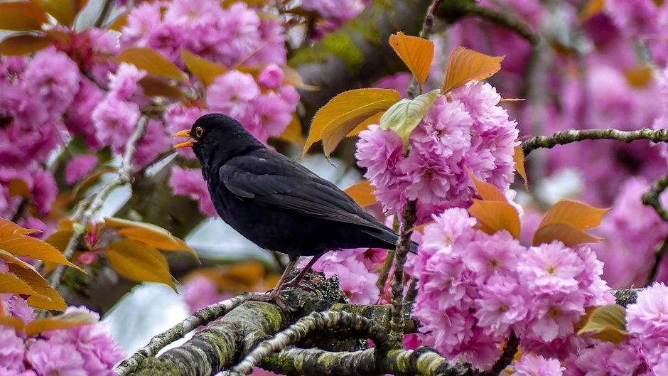 Zingende merel op  bloeiende Japanse sierkersenboom