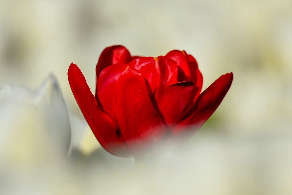 1 rode tulp tussen de witte tulpen