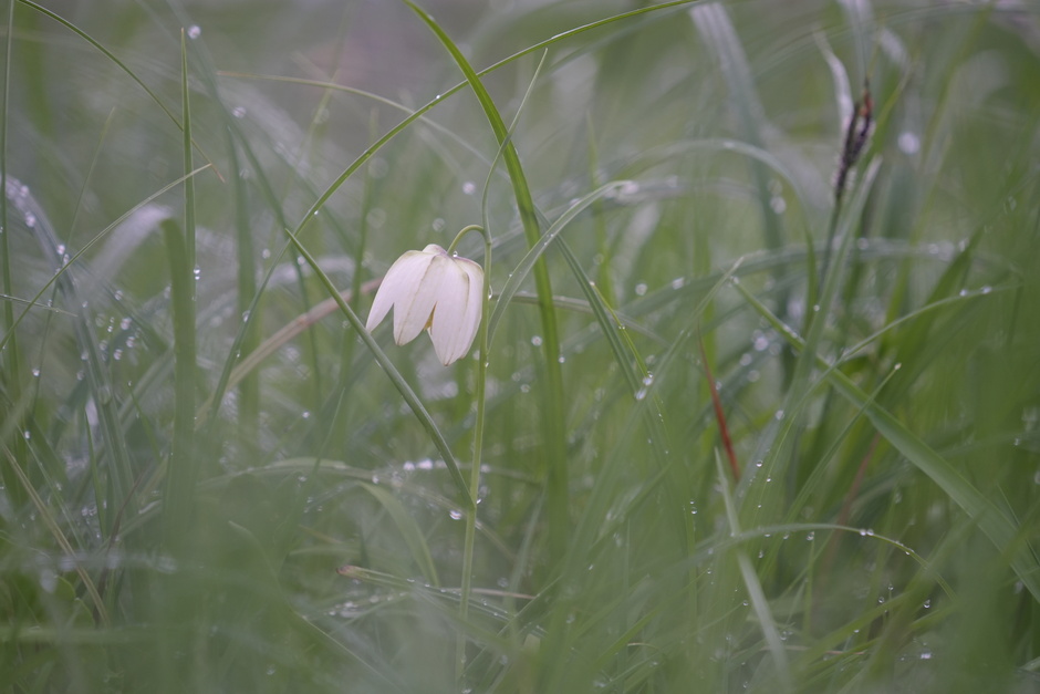 Witte kievitsbloem in de regen