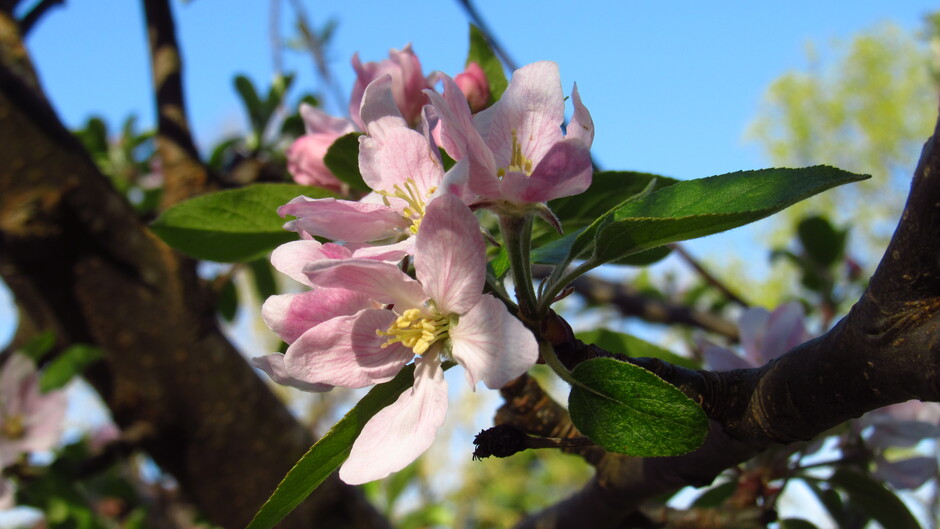 Appelbloesem op een zonovergoten lentedag!