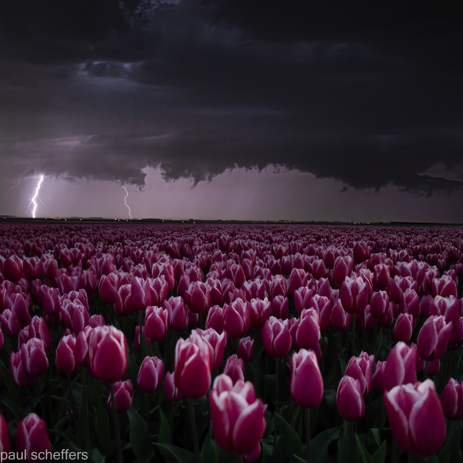 Fraai onweer boven de tulpen Velden 