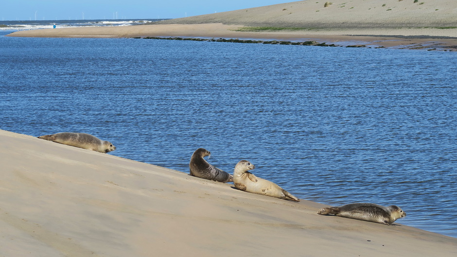 Zeehonden in de Uitwatering van de Oude Rijn