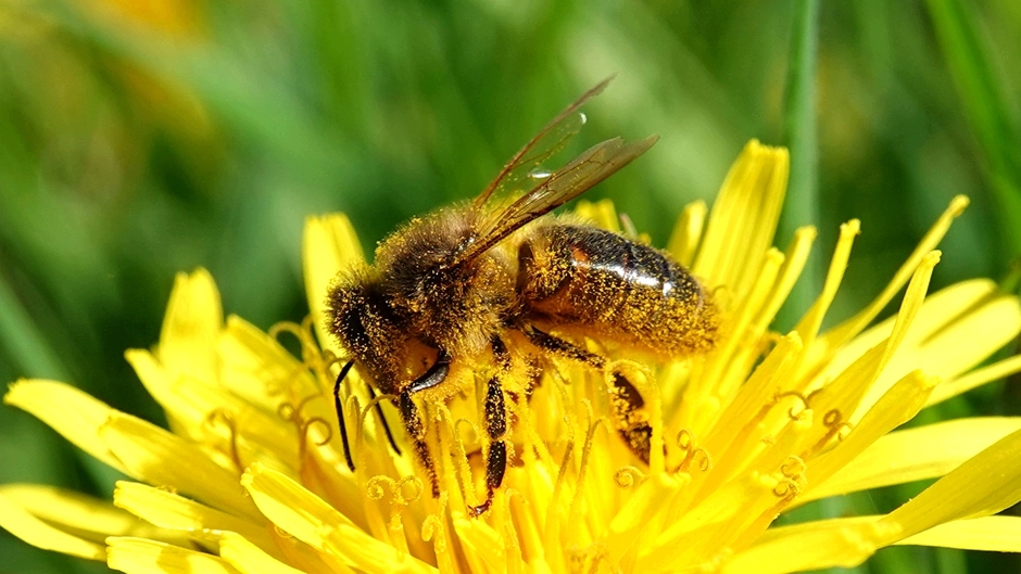 Honingbij onder de stuifmeel
