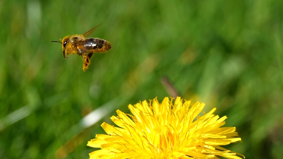 Honingbij vliegt van bloem naar bloem