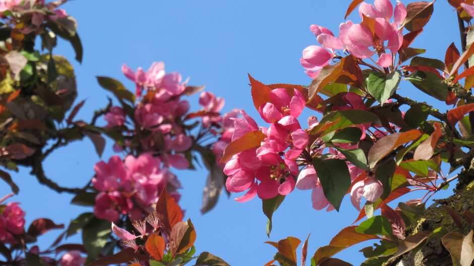 De Japanse Sierkers staat in bloei, op een mooie zonnige lentedag als vandaag!