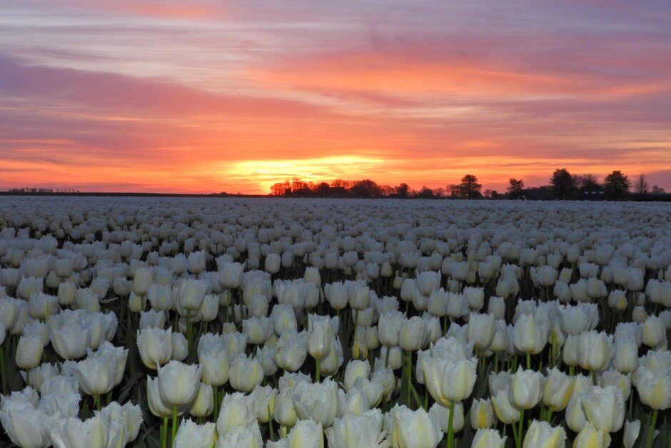 Witte Tulpen