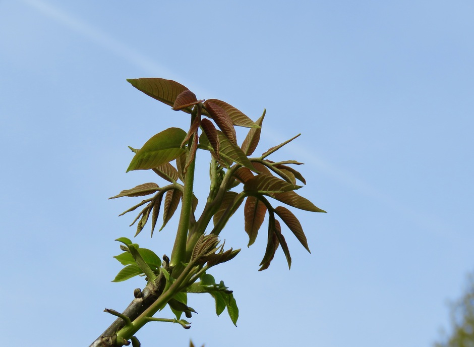Jong bruingroen blad van notenboom met zonlicht 10.00 u.