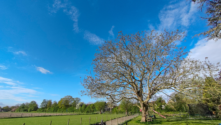 Walnotenboom in een blauwe lucht met wat vriendelijkebewolktelucht 