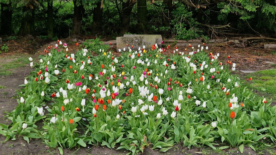 Tulpenpracht in het voedselbos op Texel 