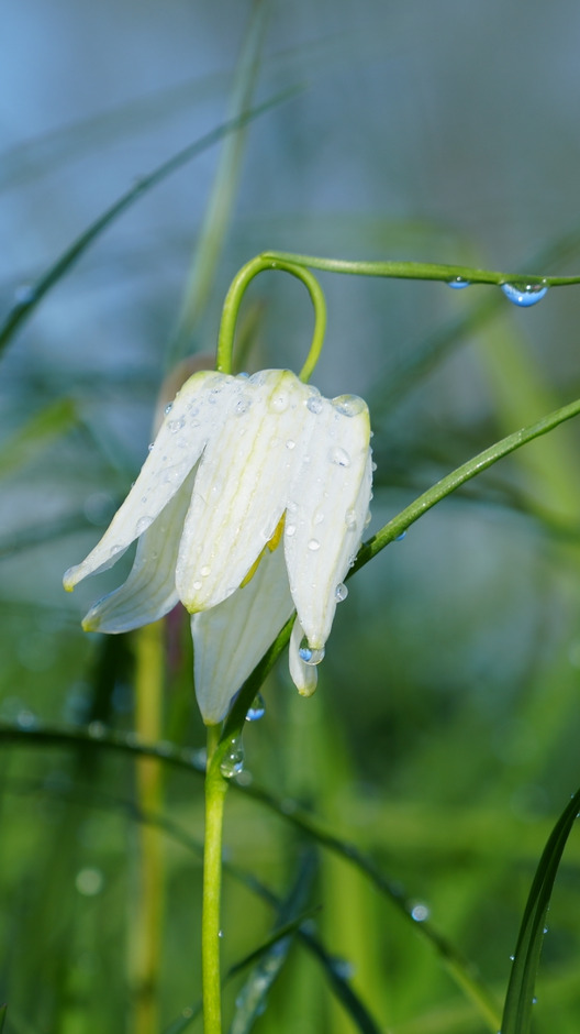 Witte kievitsbloem met regendruppels 