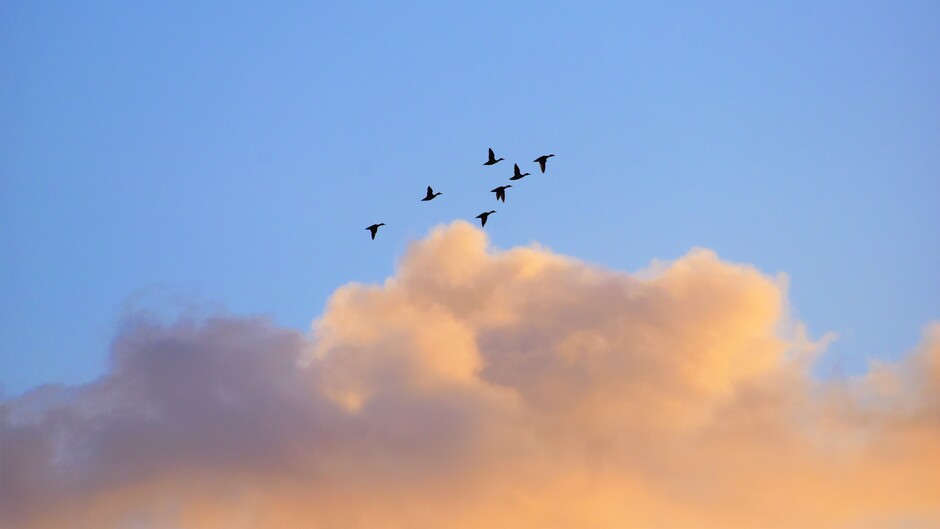 Blauwe lucht, een mooie wolk en pijlstaart eenden