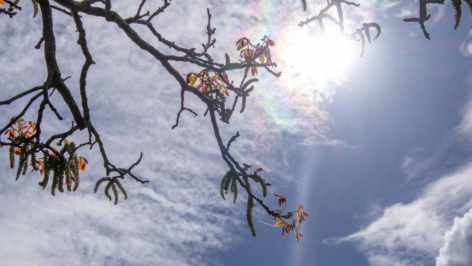 walnotenboom in bloei in de zon en vriendelijke bewolking 