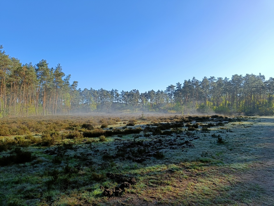 Frisse ochtend op de Wezepse Heide