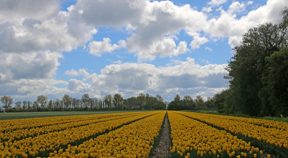 Hollandse tulpenveld