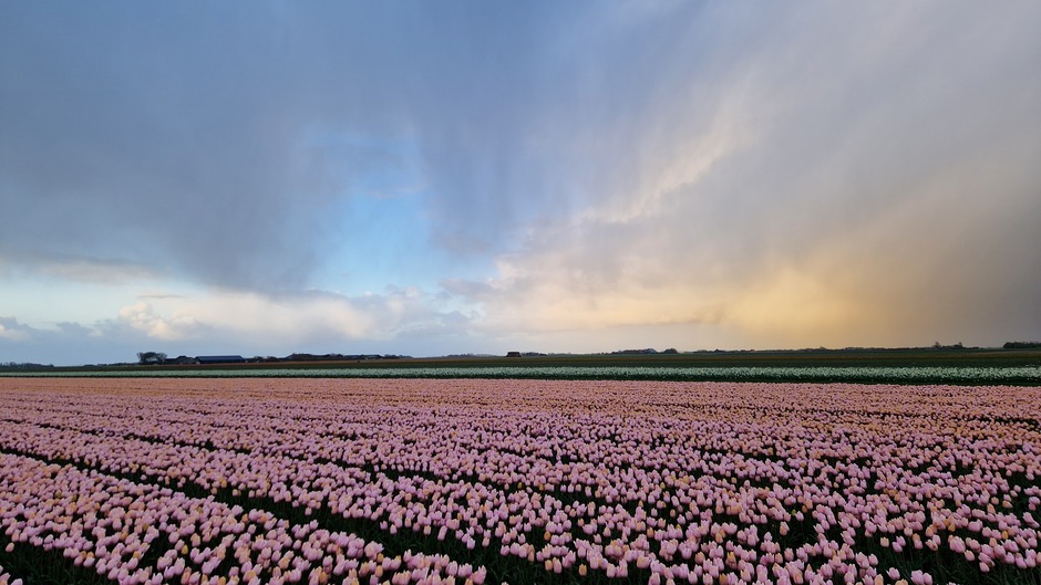 Bui boven de tulpen op Texel 