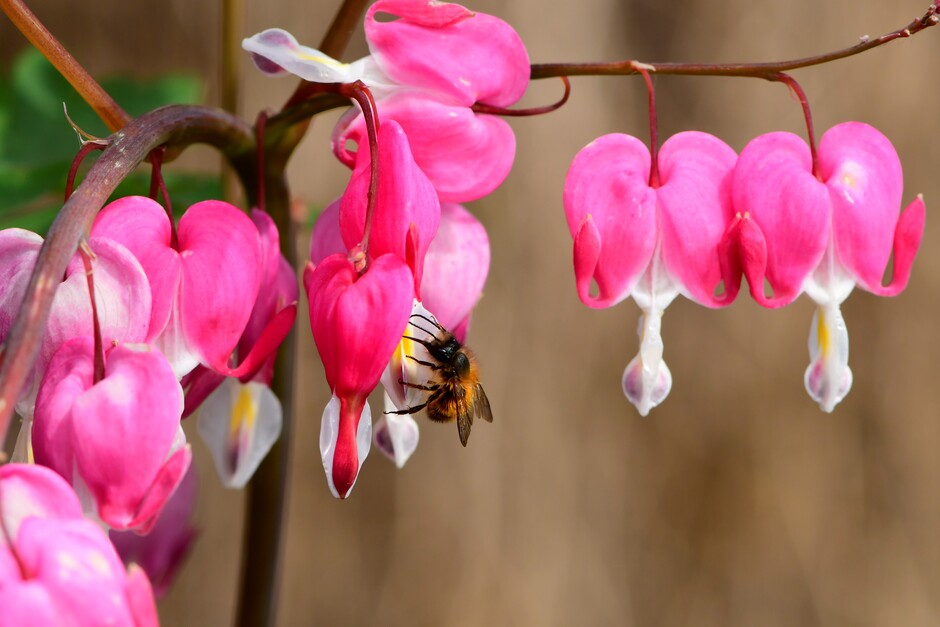 Tussen de buien door bijen tellen