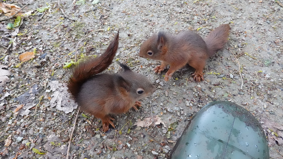 Kleine eekhoorns!