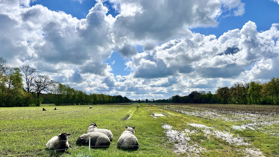 De schapen genieten van het zonnetje.
