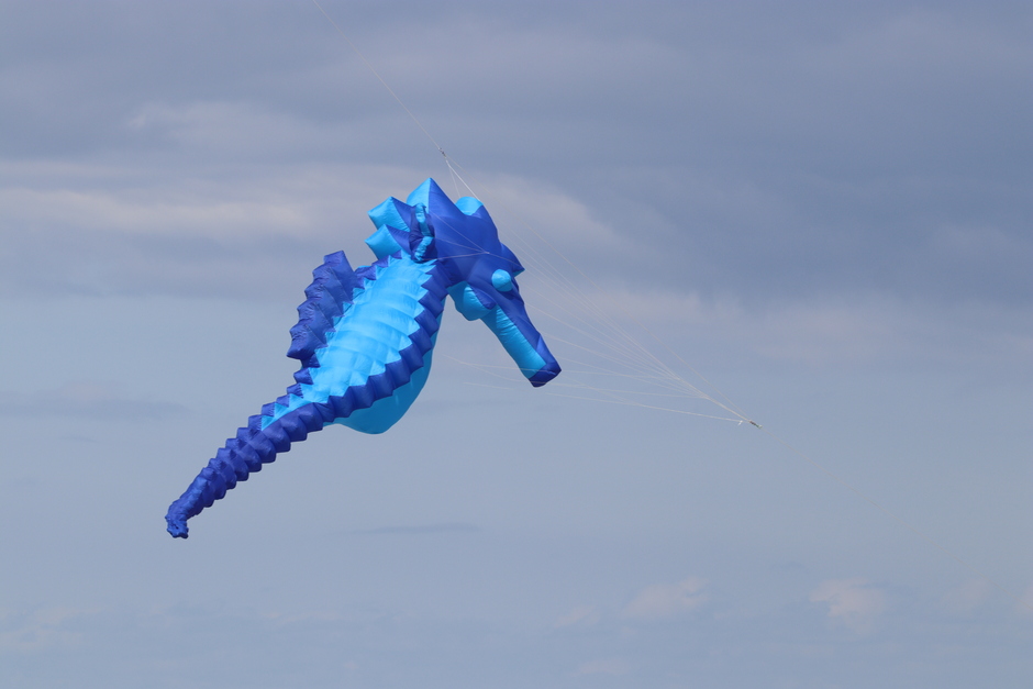 Zeepaardje hoog in de lucht 