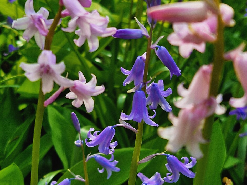 Bos hyacint 