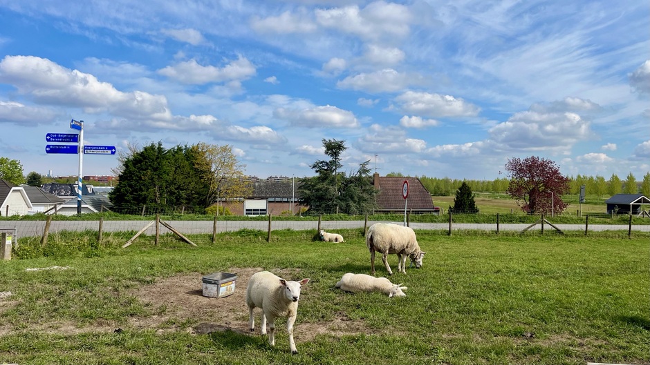 Schapenwolkjes en schapen 