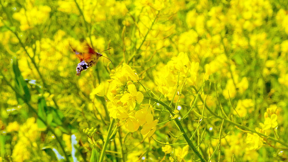 Kolibrievlinder op bloeiend koolzaad