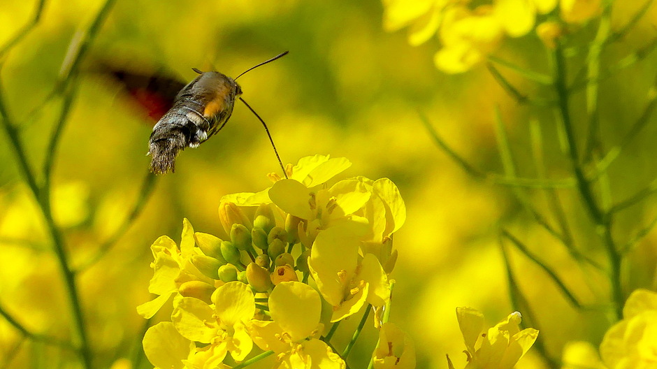 Kolibrievlinder op bloeiend koolzaad