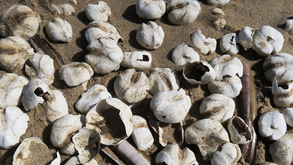 Skeletten van zeeklitten of hartegels op het strand
