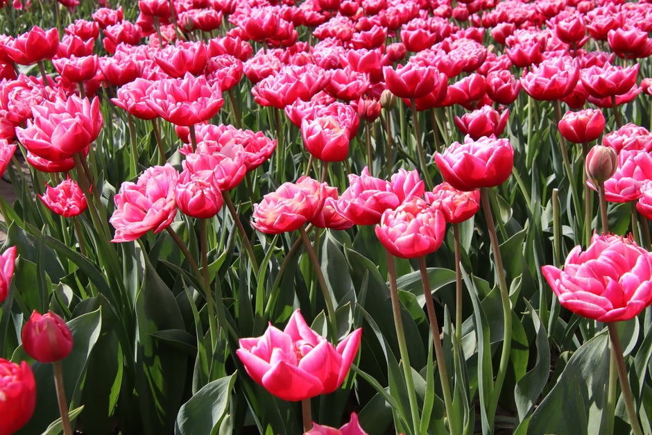 Tulpen in de Reiderwolderpolder foto3