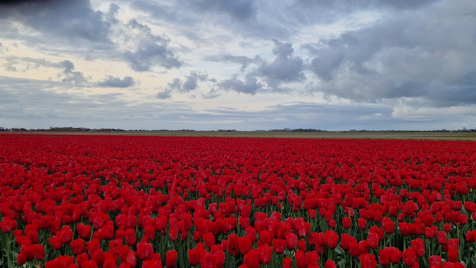Kleine opklaringen boven de tulpen op Texel 