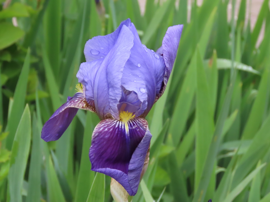 wel een mooie iris in bloei