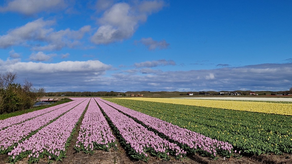 Wolken en zon boven de tulpen op Texel 