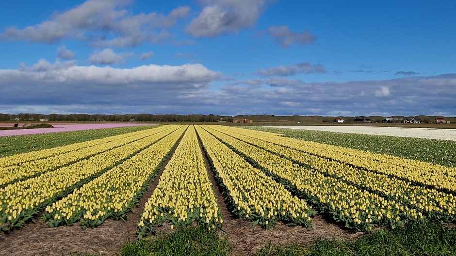 Tulpenpracht en opklaringen op Texel 